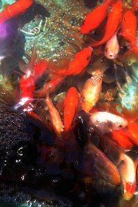 金魚のiPhone壁紙